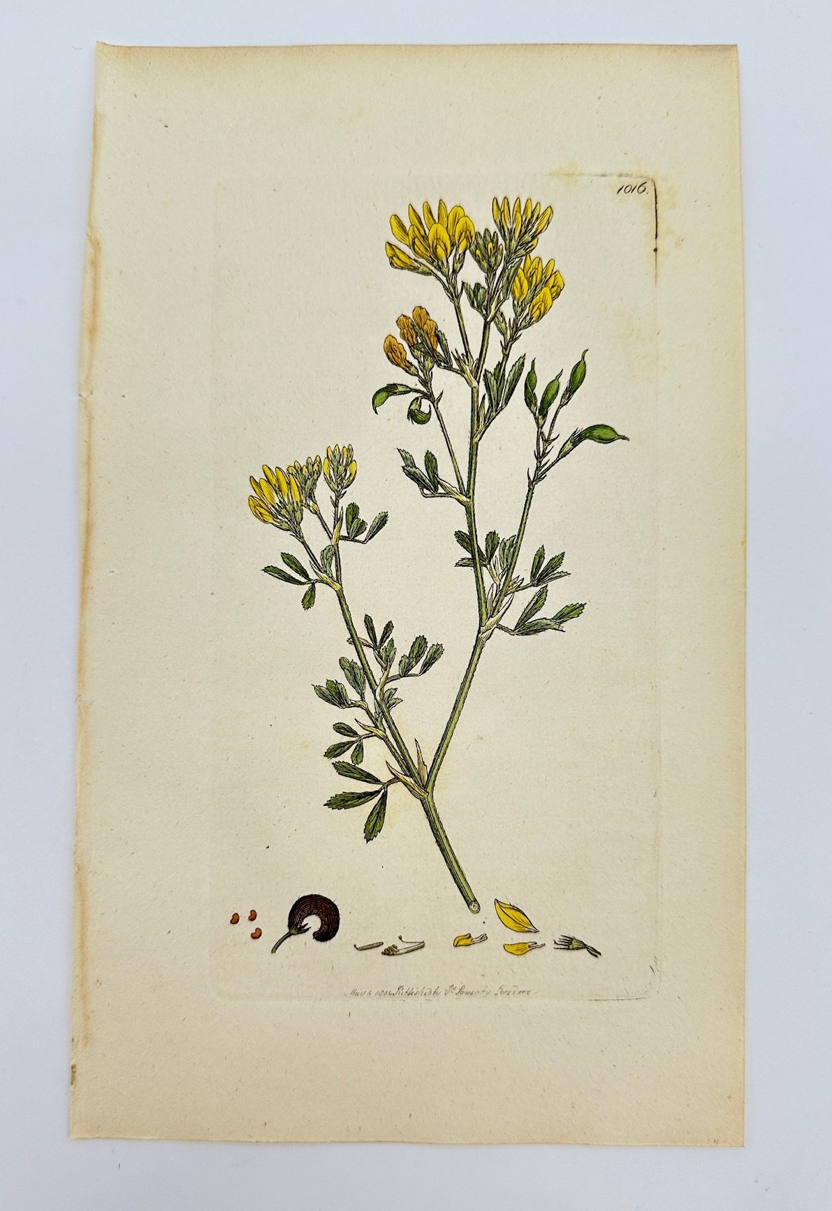 Antique Botanical Print - James Sowerby - Medicago Falcata - Sickle Medick - F1