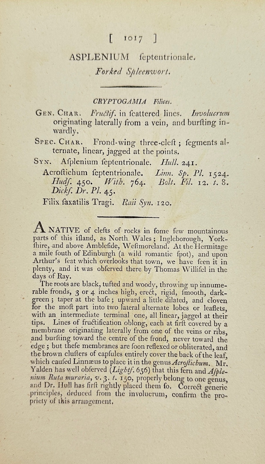 Antique Print - Sowerby - Asplenium Septentrionale - Northern Spleenwort - F1