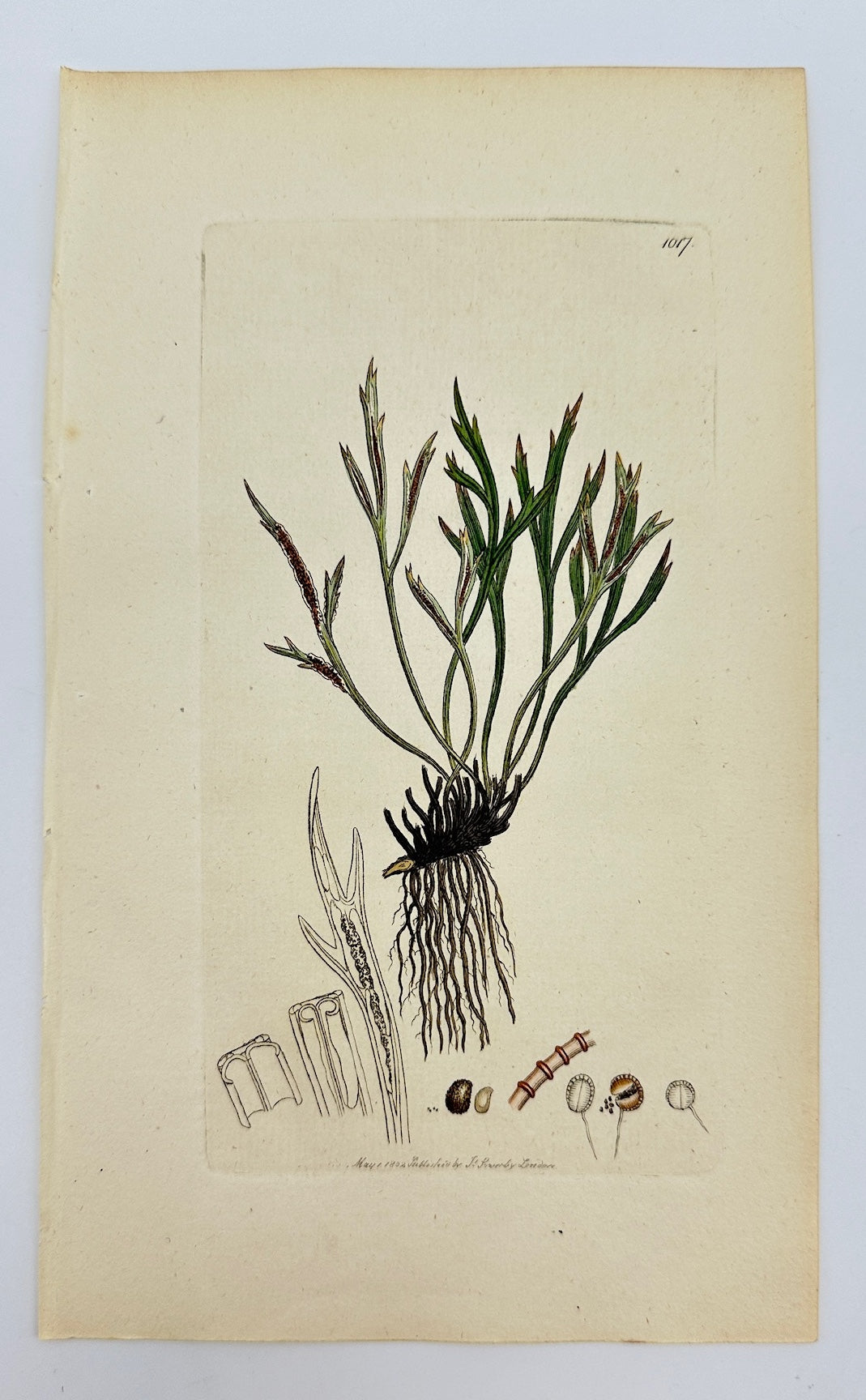 Antique Print - Sowerby - Asplenium Septentrionale - Northern Spleenwort - F1