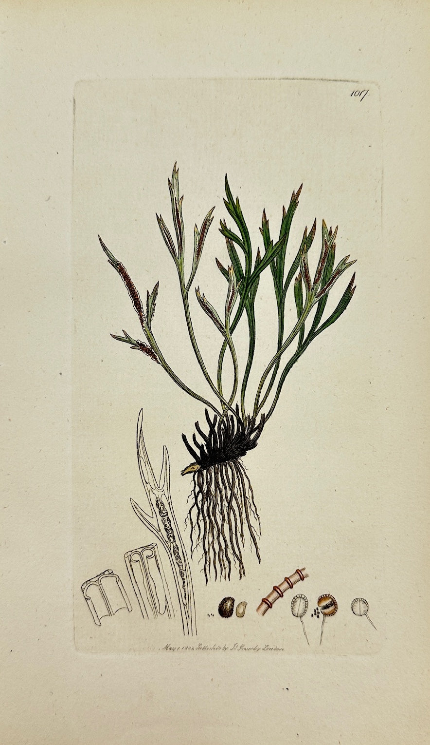 Antique Print - Sowerby - Asplenium Septentrionale - Northern Spleenwort - F1