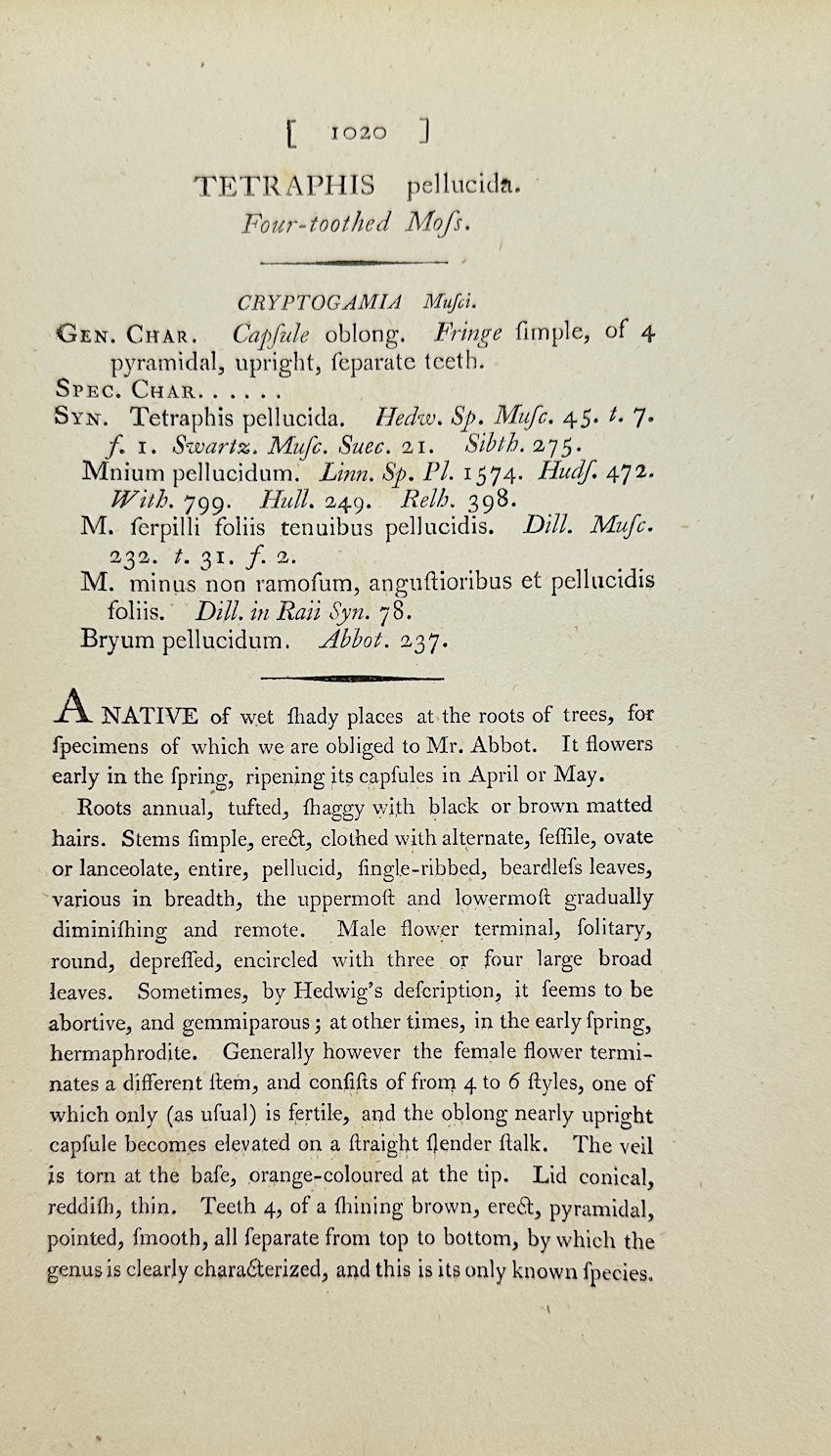 Antique Print - James Sowerby - Tetraphis Pellucida - Clear-tufted Moss - F1