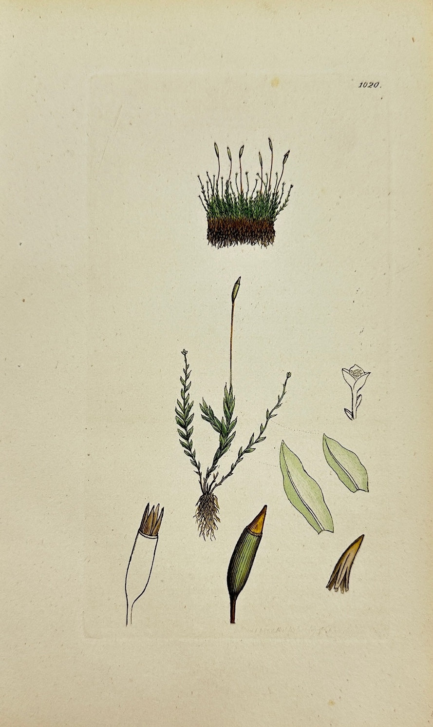 Antique Print - James Sowerby - Tetraphis Pellucida - Clear-tufted Moss - F1