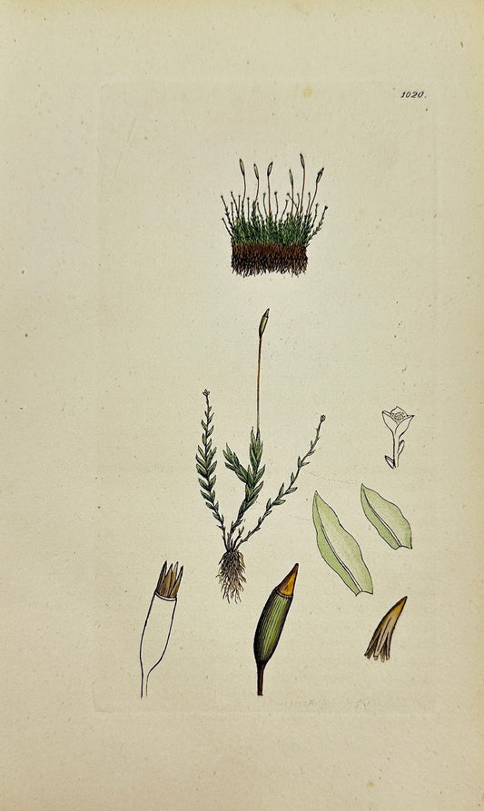 Antique Print - James Sowerby - Tetraphis Pellucida - Clear-tufted Moss - F1