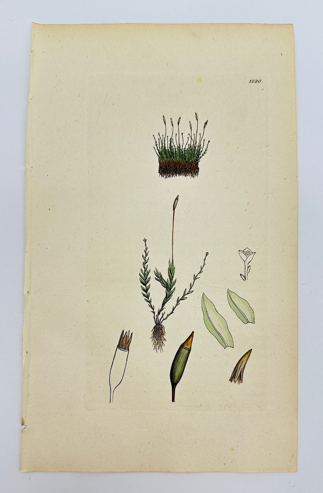 Antique Print - James Sowerby - Tetraphis Pellucida - Clear-tufted Moss - F1