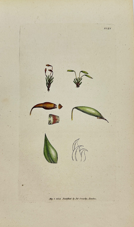 Antique Botanical Print - James Sowerby - Bryum Zierii - Zierian Bryum - F1