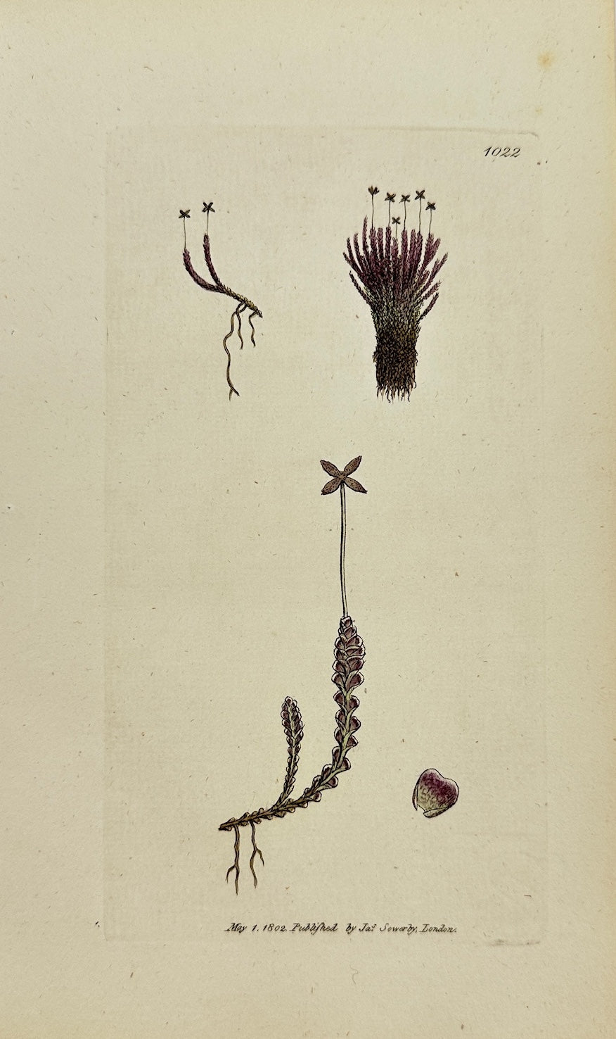 Antique Print - James Sowerby - Jungermannia Emarginata - Notched Liverwort - F1