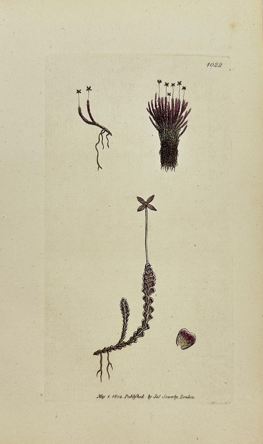 Antique Print - James Sowerby - Jungermannia Emarginata - Notched Liverwort - F1