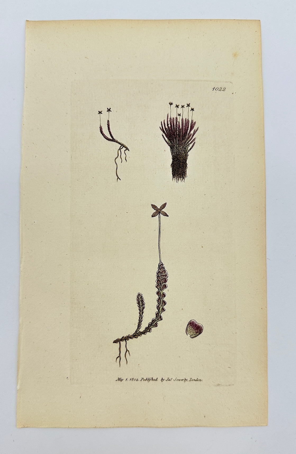 Antique Print - James Sowerby - Jungermannia Emarginata - Notched Liverwort - F1