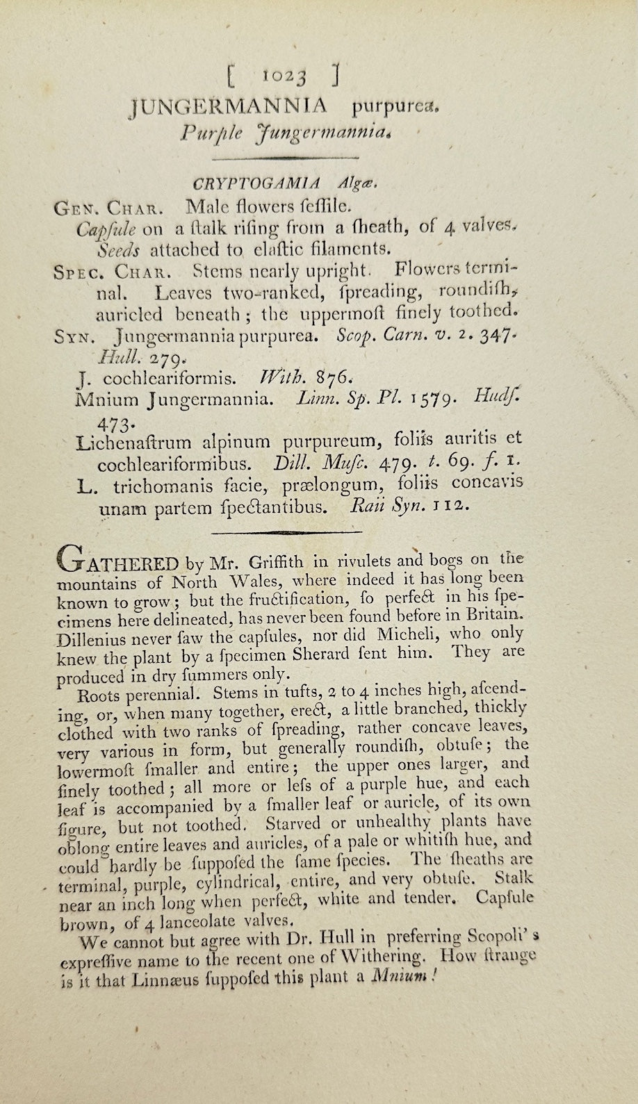 Antique Print - James Sowerby - Jungermannia Purpurea - Purple Jungermannia - F1