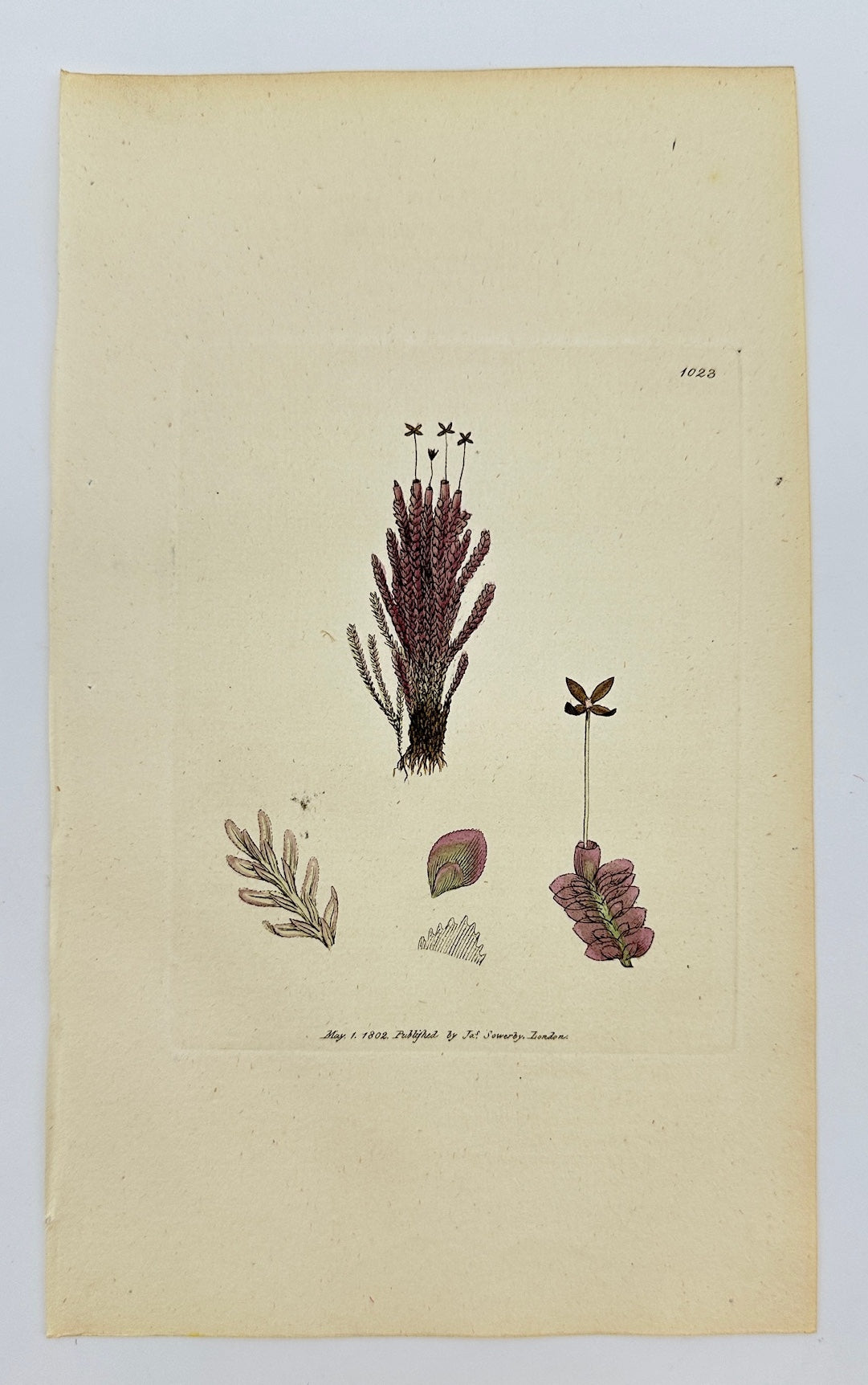Antique Print - James Sowerby - Jungermannia Purpurea - Purple Jungermannia - F1