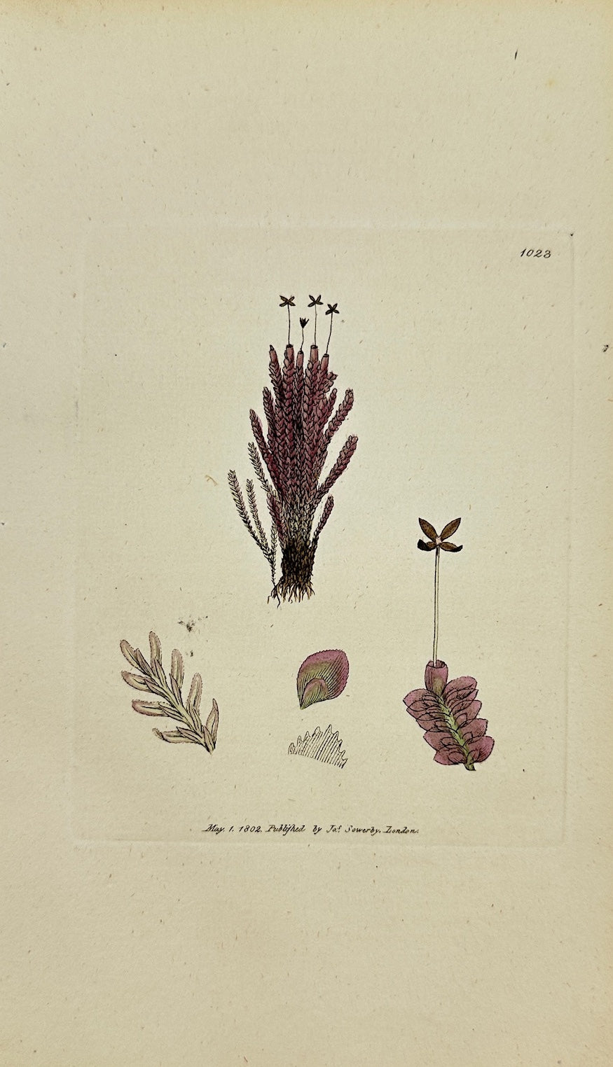 Antique Print - James Sowerby - Jungermannia Purpurea - Purple Jungermannia - F1