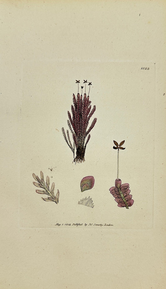 Antique Print - James Sowerby - Jungermannia Purpurea - Purple Jungermannia - F1