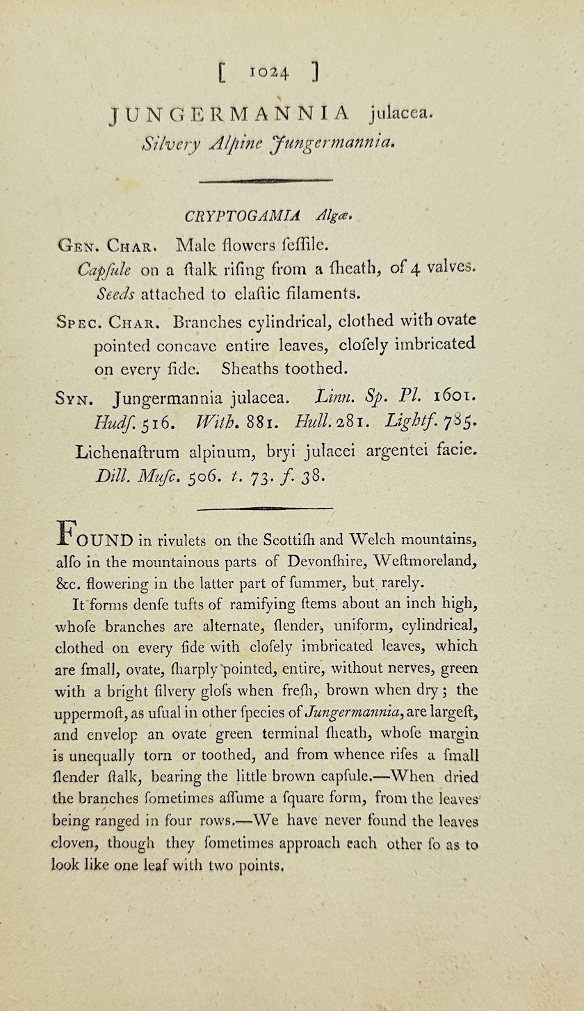 Antique Botanical Print - James Sowerby - Jungermannia Julacea - Julewort - F1