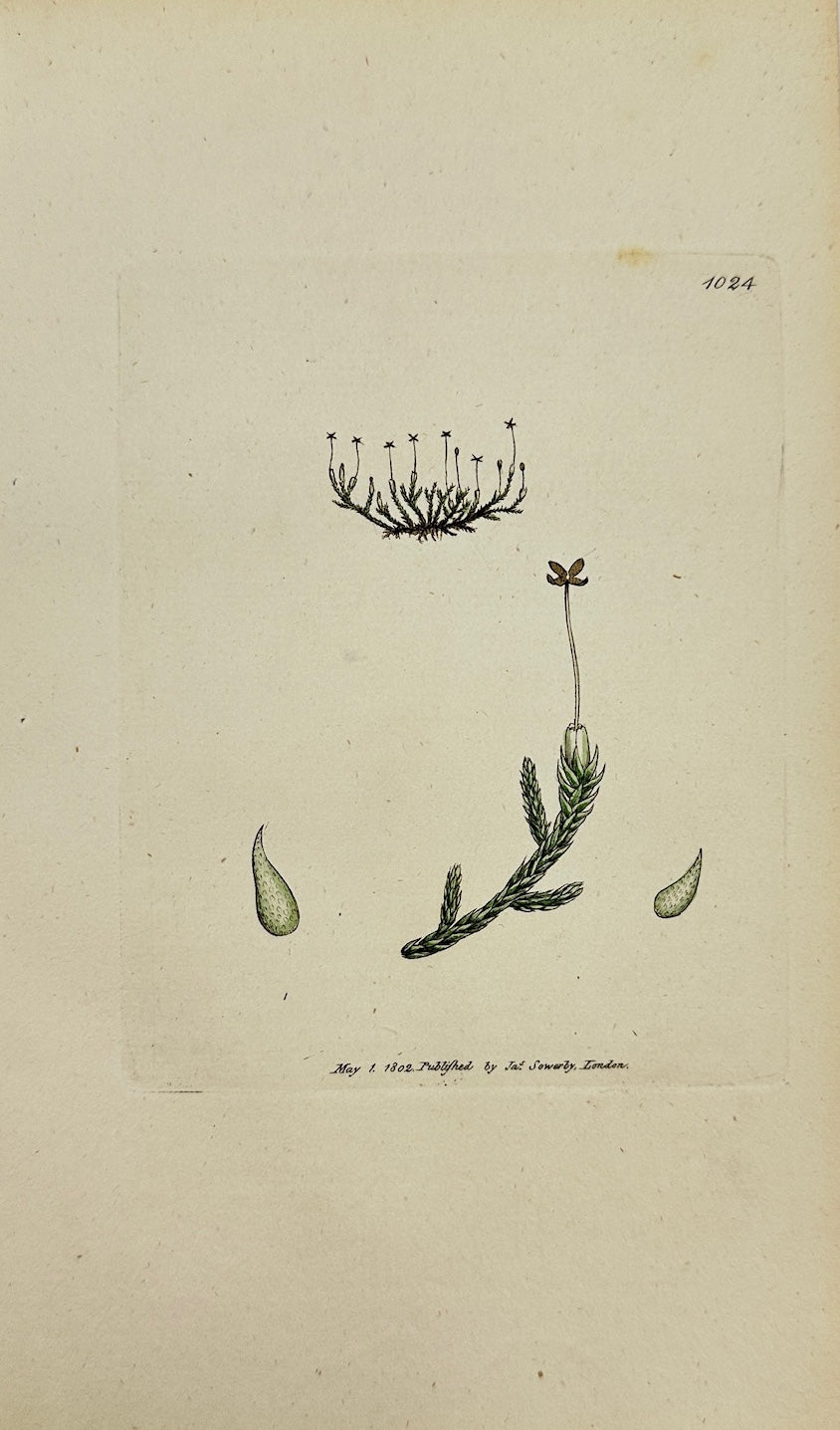 Antique Botanical Print - James Sowerby - Jungermannia Julacea - Julewort - F1
