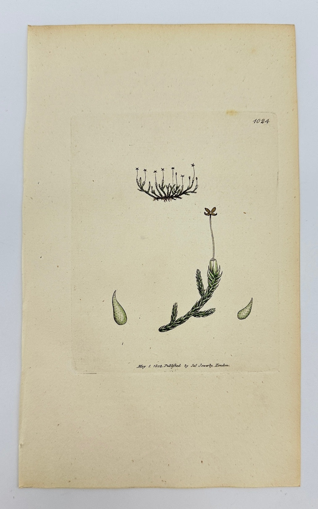 Antique Botanical Print - James Sowerby - Jungermannia Julacea - Julewort - F1