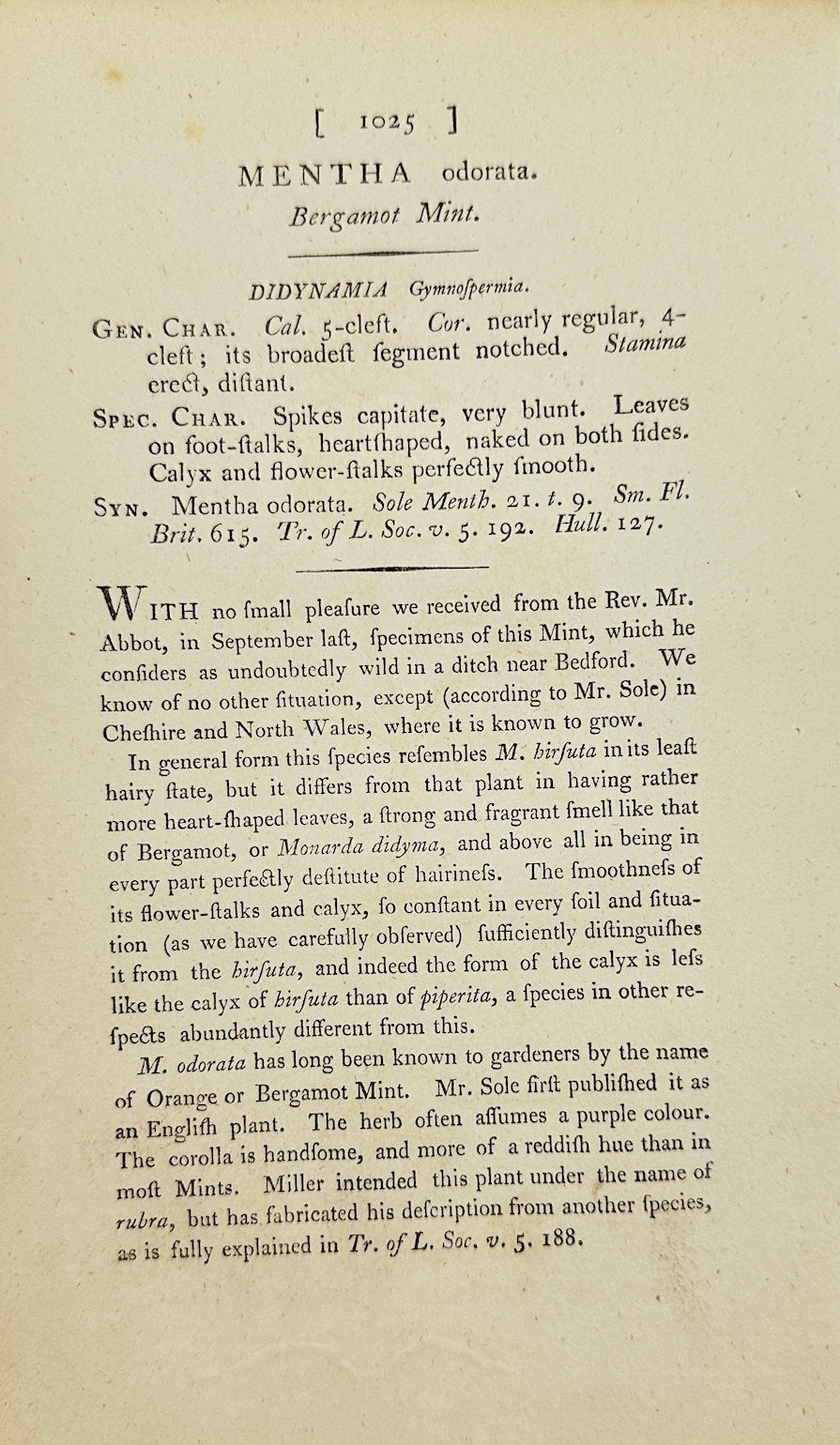 Antique Botanical Print - James Sowerby - Mentha Odorata - Bergamot Mint - F1