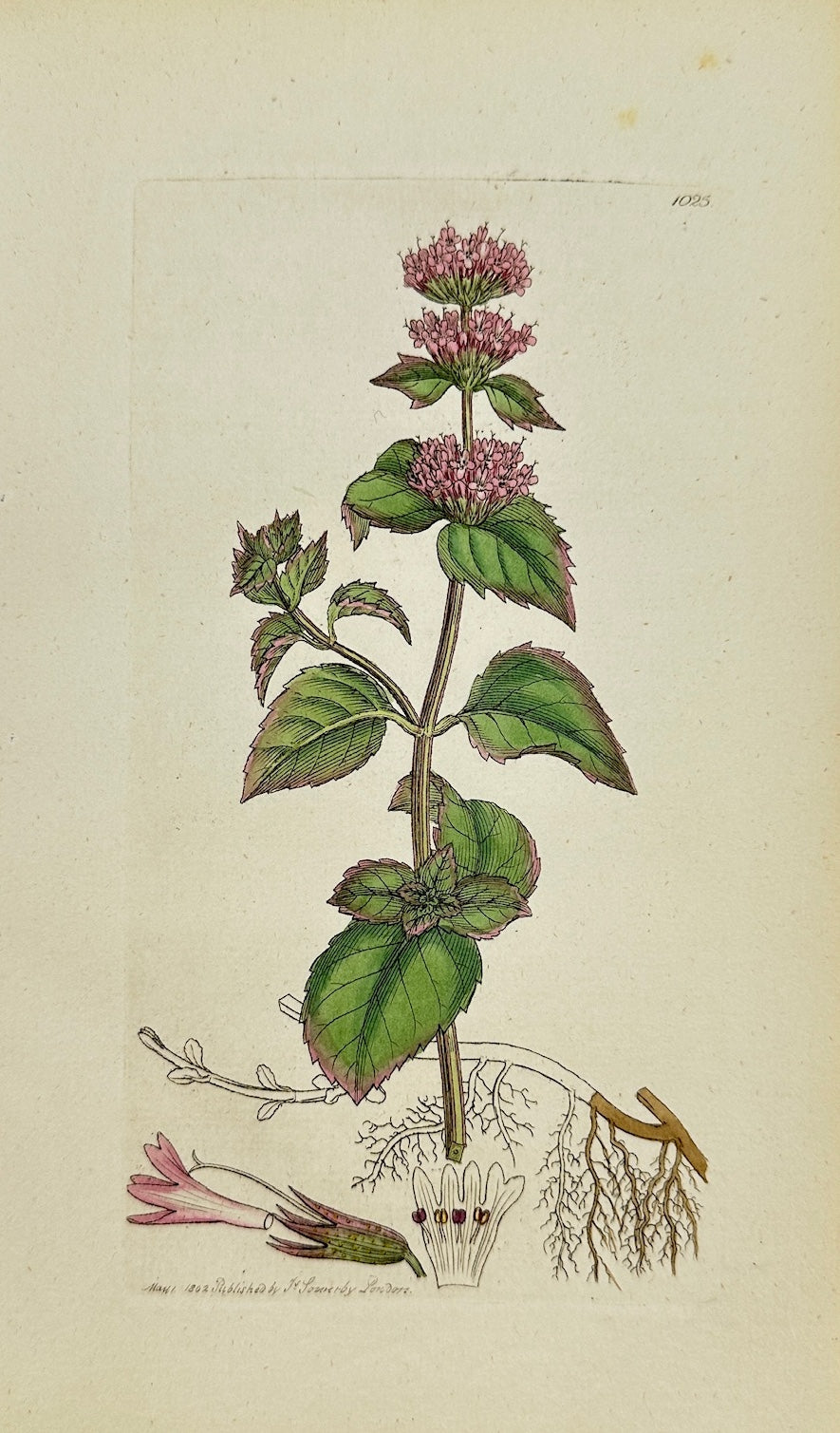 Antique Botanical Print - James Sowerby - Mentha Odorata - Bergamot Mint - F1