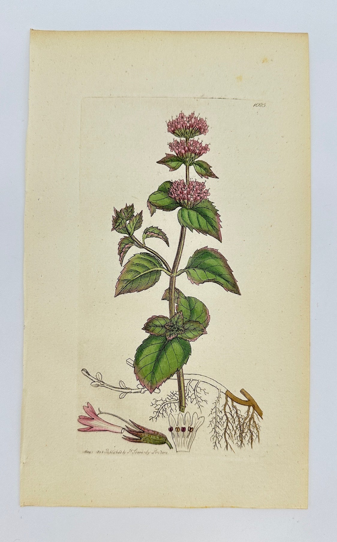 Antique Botanical Print - James Sowerby - Mentha Odorata - Bergamot Mint - F1