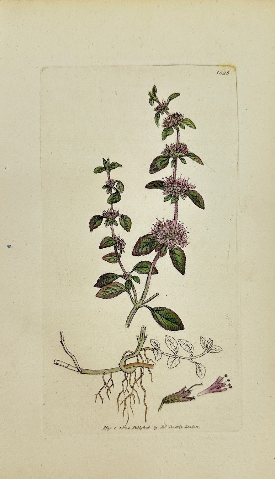 Antique Botanical Print - James Sowerby - Mentha Pulegium - Penny-royal - F1