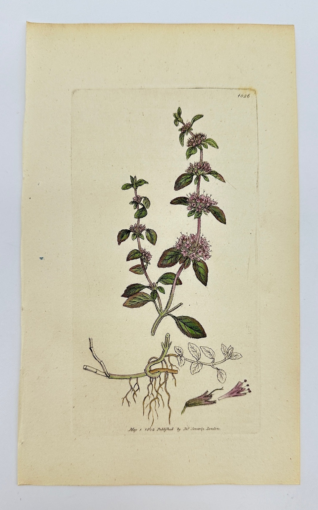 Antique Botanical Print - James Sowerby - Mentha Pulegium - Penny-royal - F1