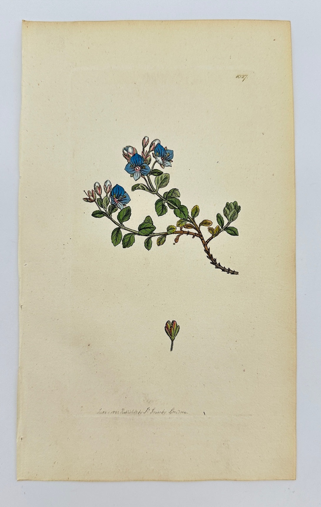 Antique Print - James Sowerby - Veronica Faxatilis - Blue Rock Speedwell - F1
