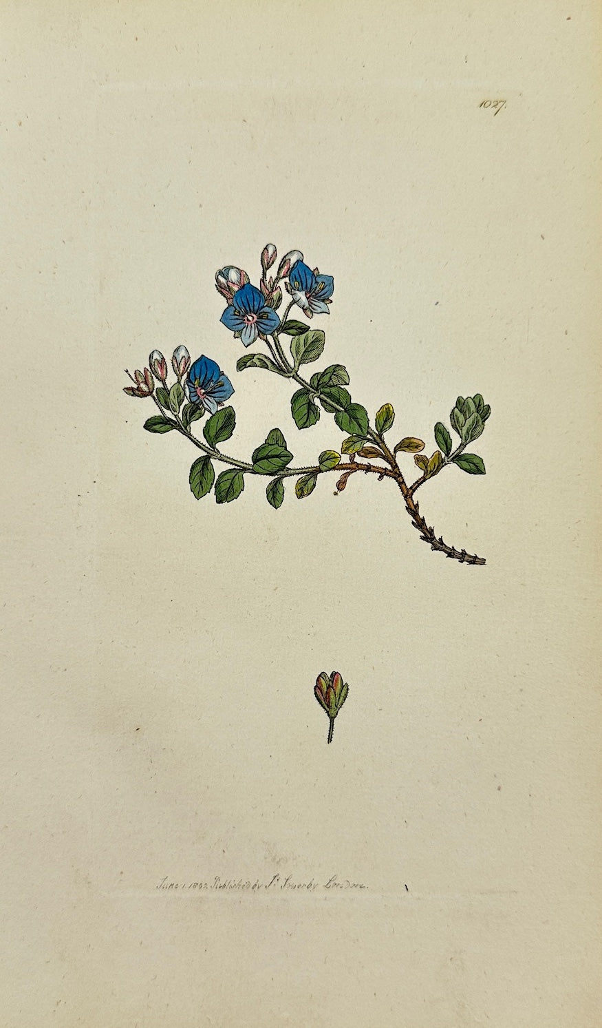 Antique Print - James Sowerby - Veronica Faxatilis - Blue Rock Speedwell - F1