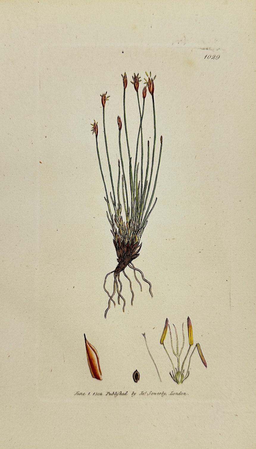 Antique Print - James Sowerby - Scirpus Caespitosus - Bunch Bulrush - F1