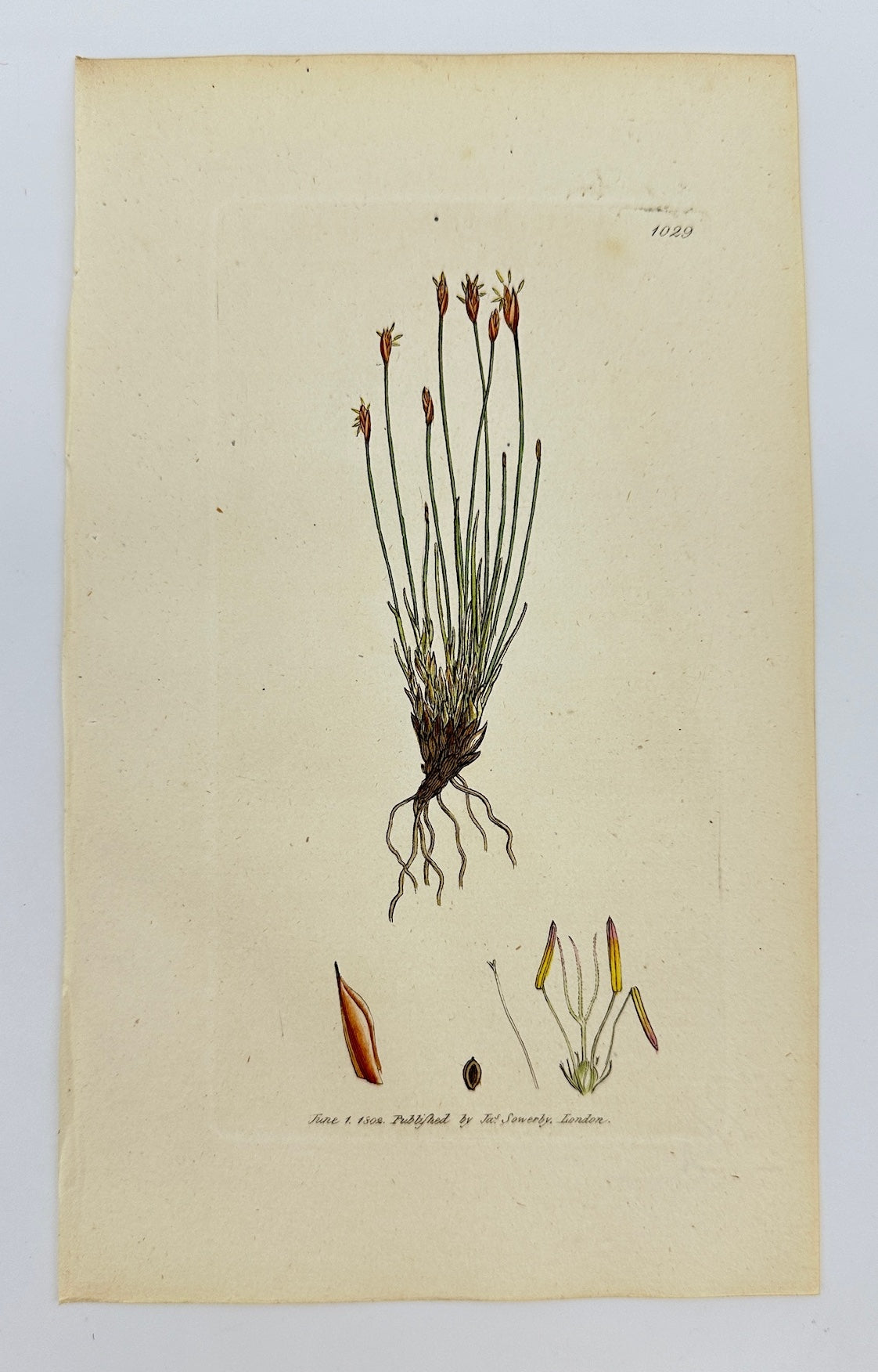 Antique Print - James Sowerby - Scirpus Caespitosus - Bunch Bulrush - F1
