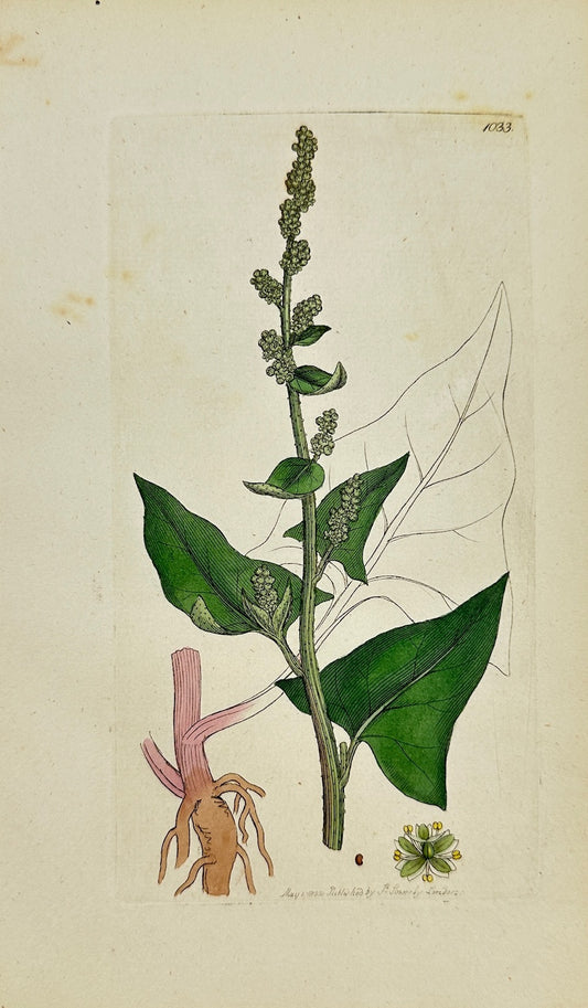 Antique Print - Sowerby - Chenopodium Bonus Henricus - Perennial Goofefoot - F1