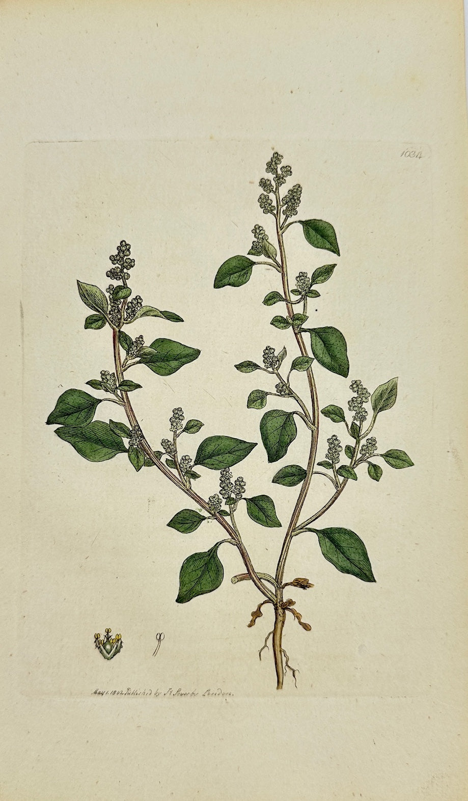 Antique Print - James Sowerby - Chenopodium Olidum - Stinking Goofefoot - F1