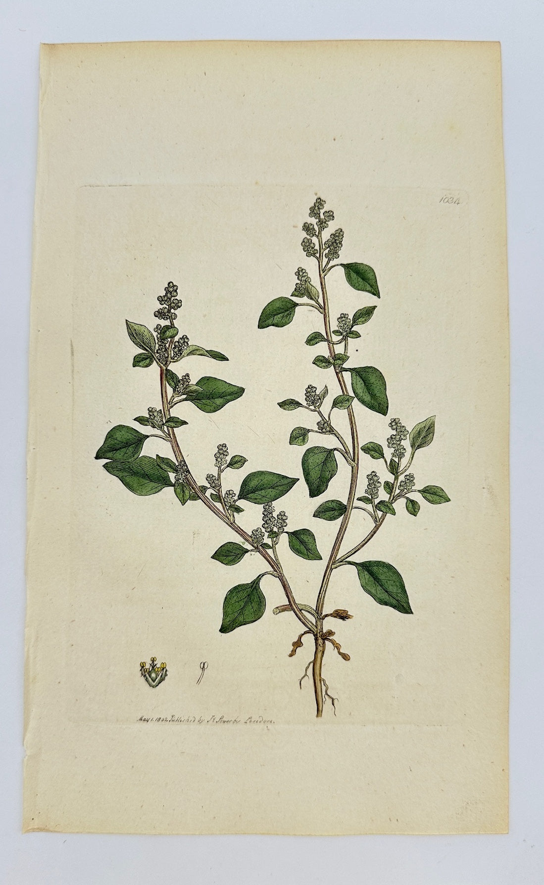 Antique Print - James Sowerby - Chenopodium Olidum - Stinking Goofefoot - F1