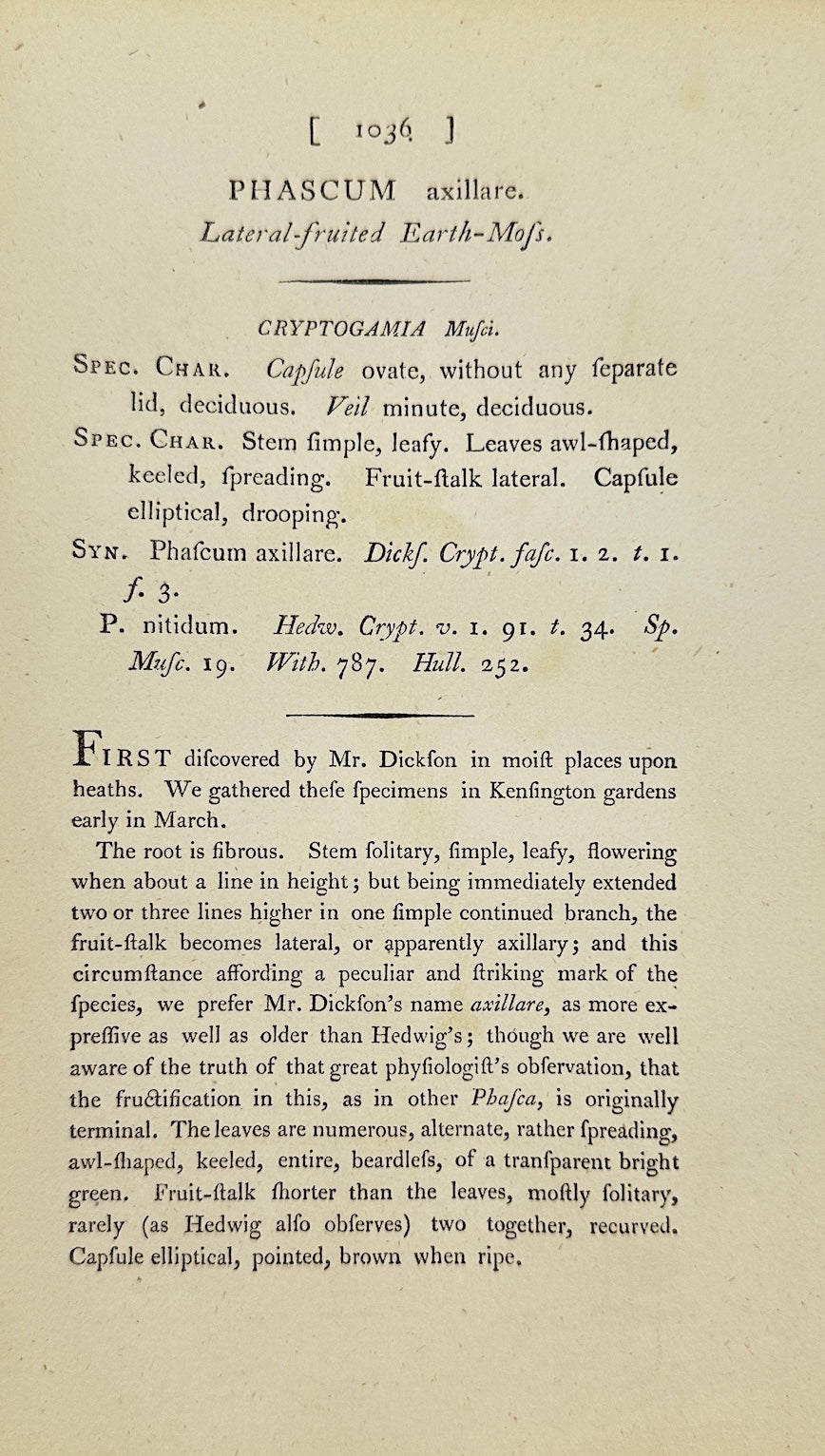 Antique Print - James Sowerby - Phascum Axillare - Axillary Phascum - F1