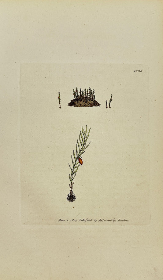 Antique Print - James Sowerby - Phascum Axillare - Axillary Phascum - F1