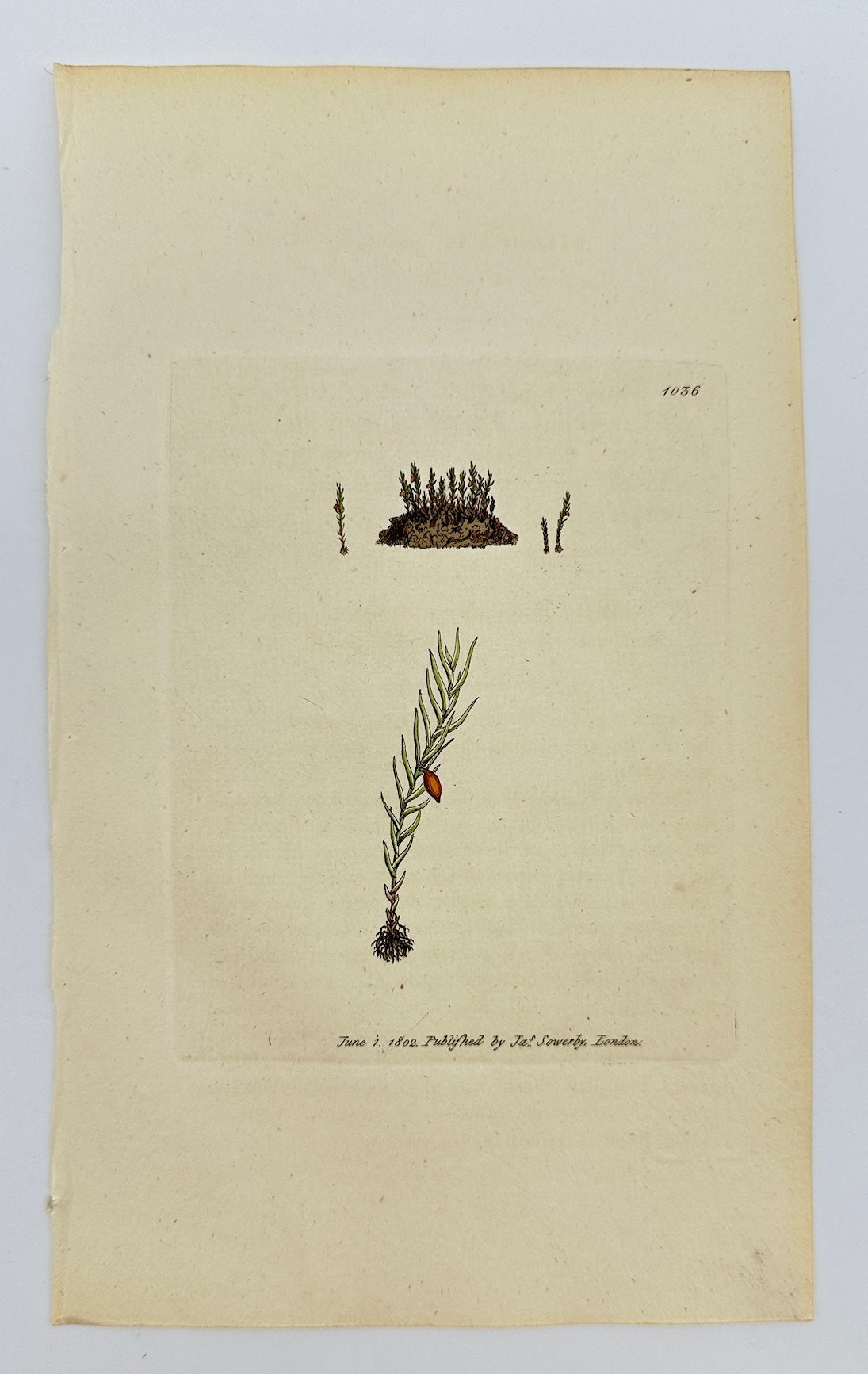 Antique Print - James Sowerby - Phascum Axillare - Axillary Phascum - F1