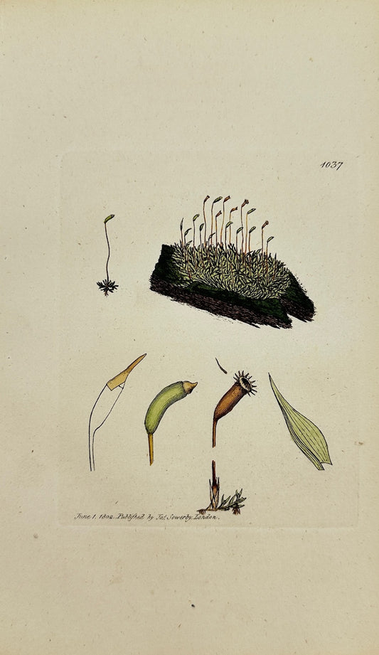 Antique Print - James Sowerby - Hypnum Serpens - Creeping Feather Moss - F1