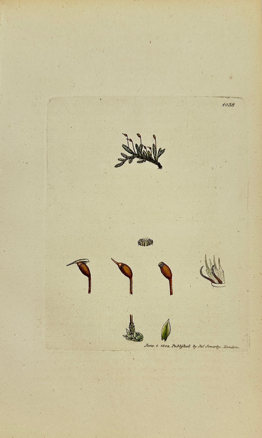 Antique Print - James Sowerby - Hypnum Confertum - Cluflered Hypnum - F1