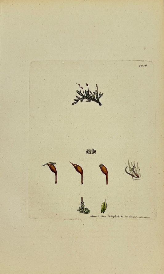 Antique Print - James Sowerby - Hypnum Confertum - Cluflered Hypnum - F1