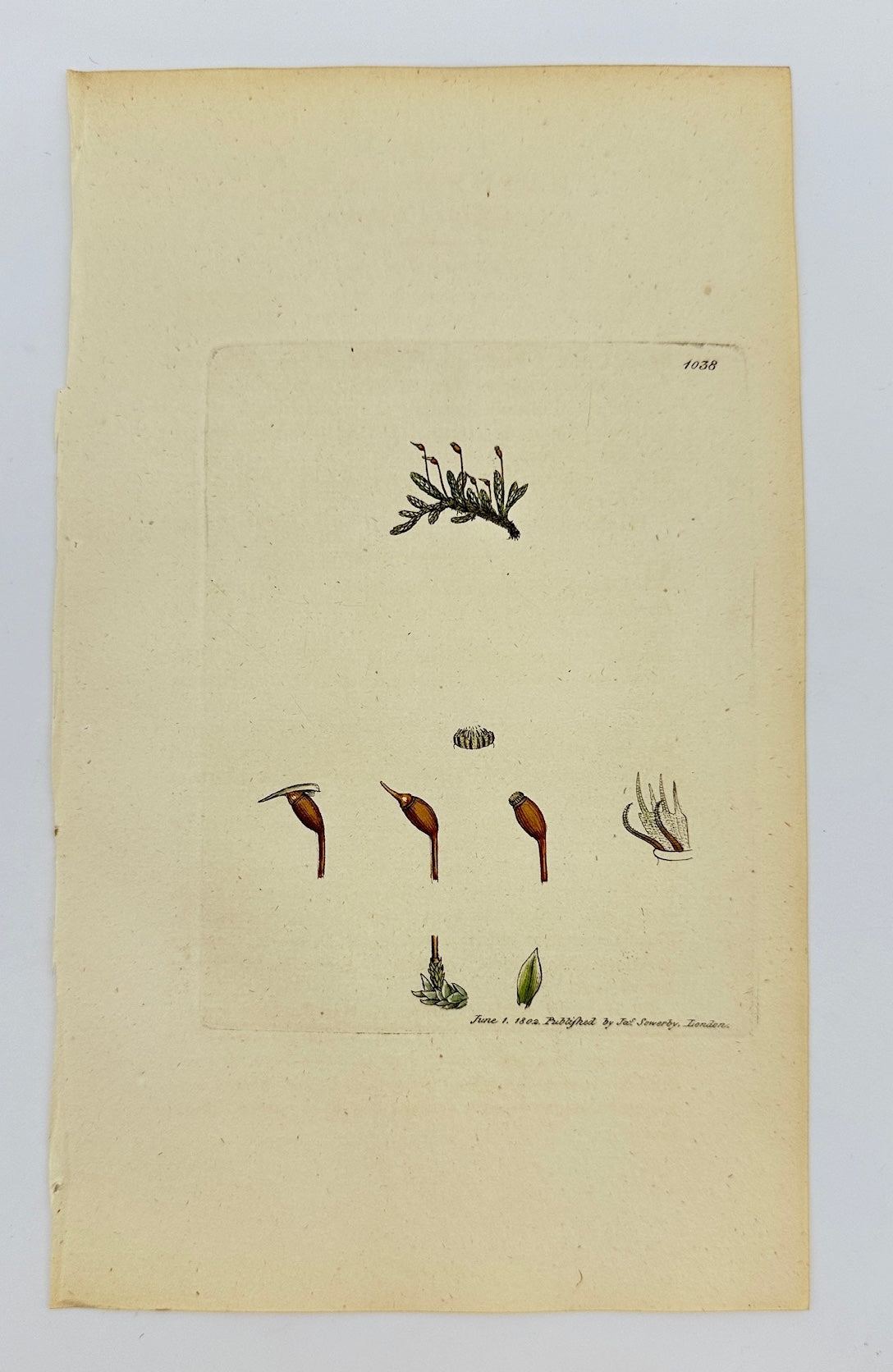 Antique Print - James Sowerby - Hypnum Confertum - Cluflered Hypnum - F1