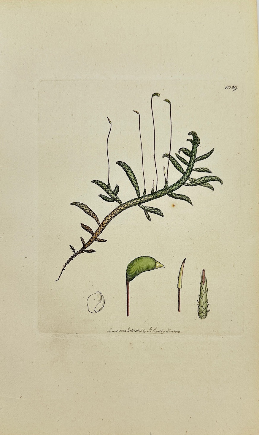 Antique Print - James Sowerby - Hypnum Fcorpioides - Scorpion Hypnum - F1