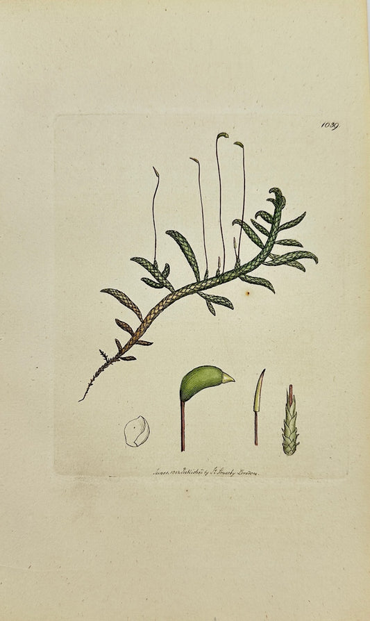 Antique Print - James Sowerby - Hypnum Fcorpioides - Scorpion Hypnum - F1