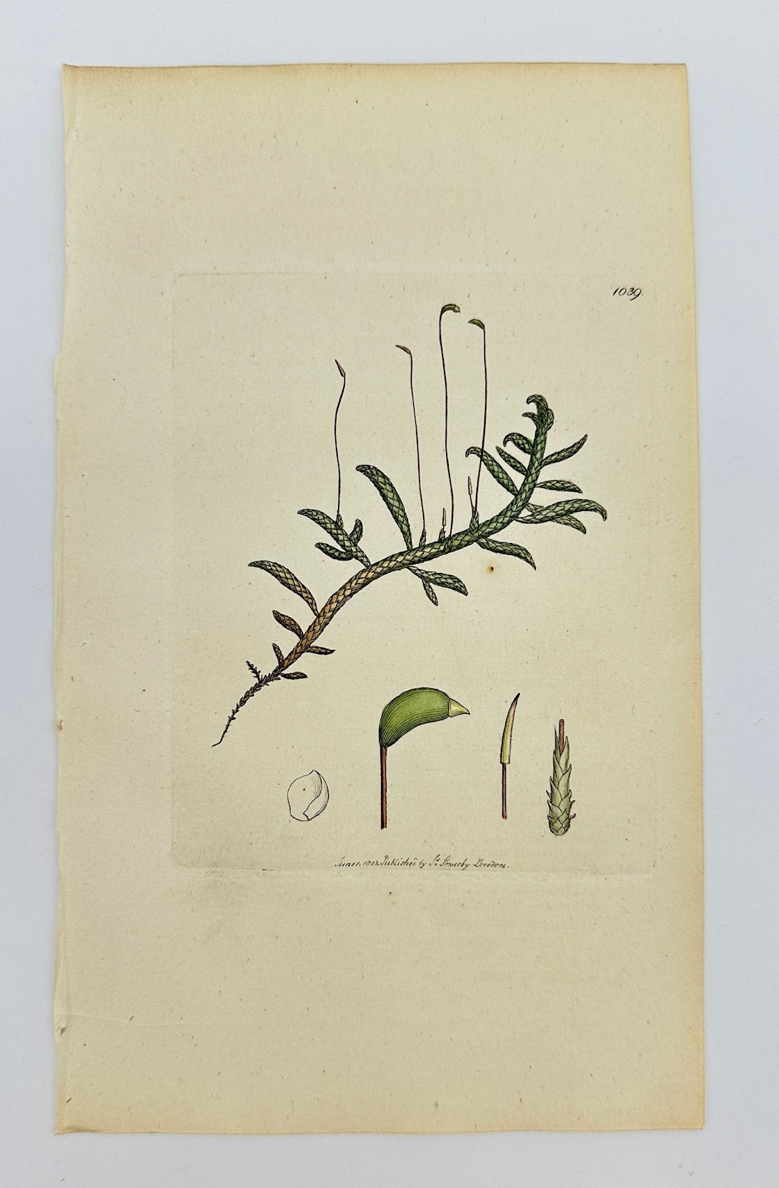 Antique Print - James Sowerby - Hypnum Fcorpioides - Scorpion Hypnum - F1