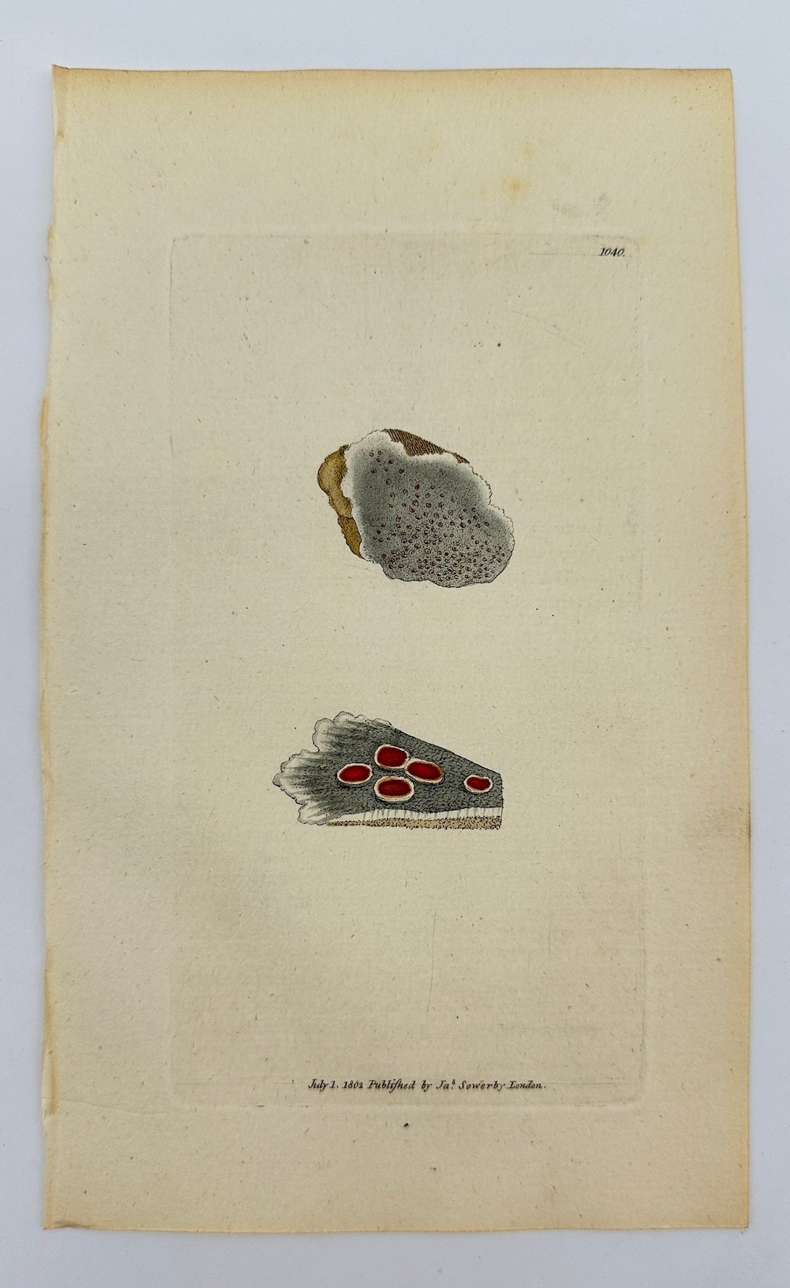 Antique Print - James Sowerby - Lichen Cæfio-rufus - Grey and Red Lichen - F1