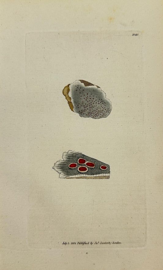 Antique Print - James Sowerby - Lichen Cæfio-rufus - Grey and Red Lichen - F1