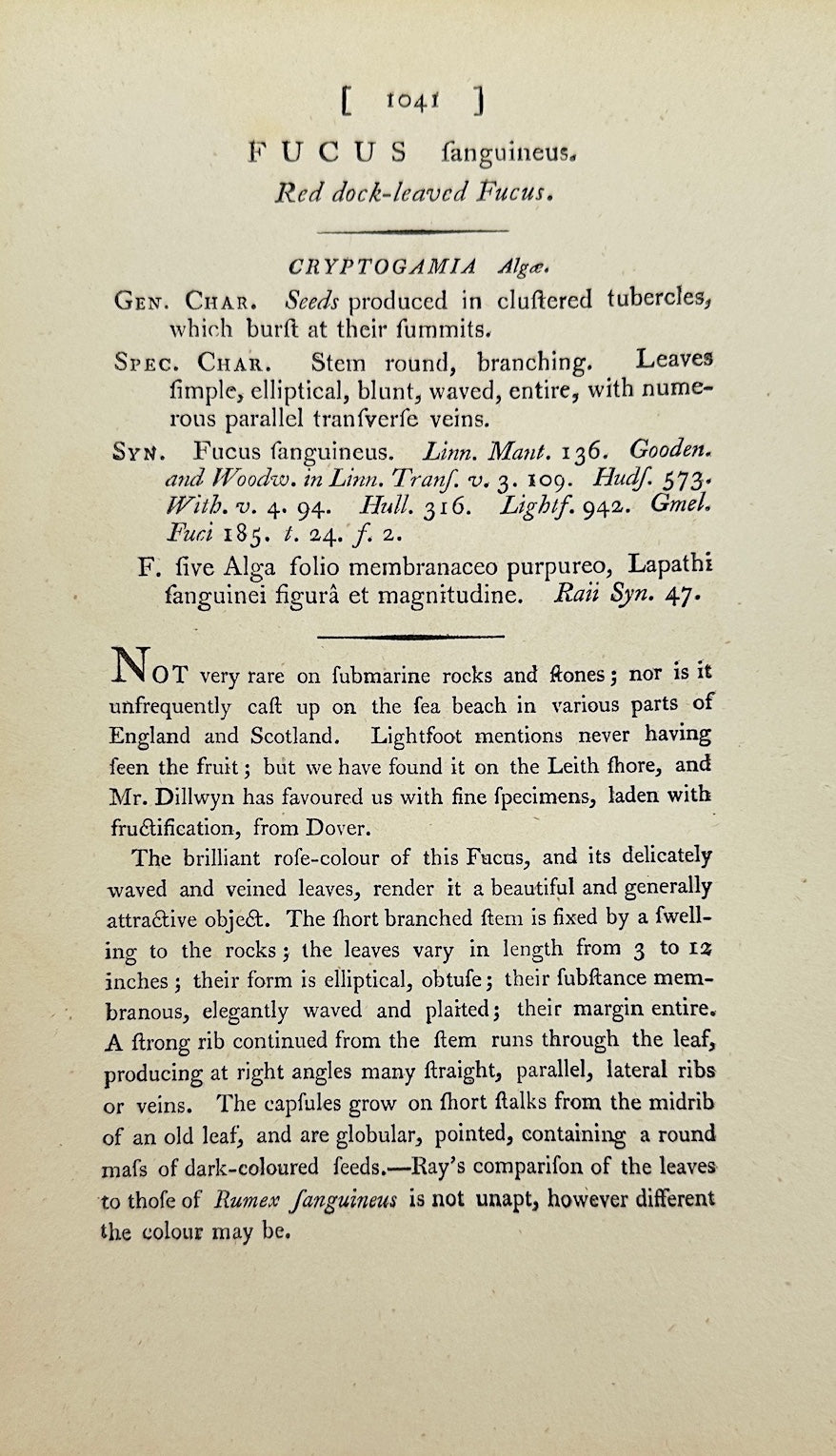 Antique Print - James Sowerby - Fucus Fanguineus - Red Dock-leaved Fucus - F1