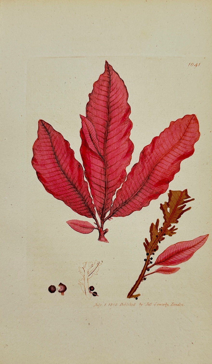 Antique Print - James Sowerby - Fucus Fanguineus - Red Dock-leaved Fucus - F1