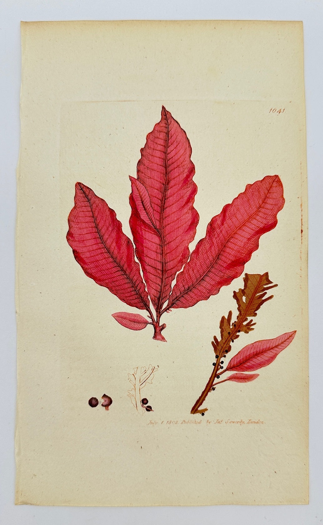 Antique Print - James Sowerby - Fucus Fanguineus - Red Dock-leaved Fucus - F1