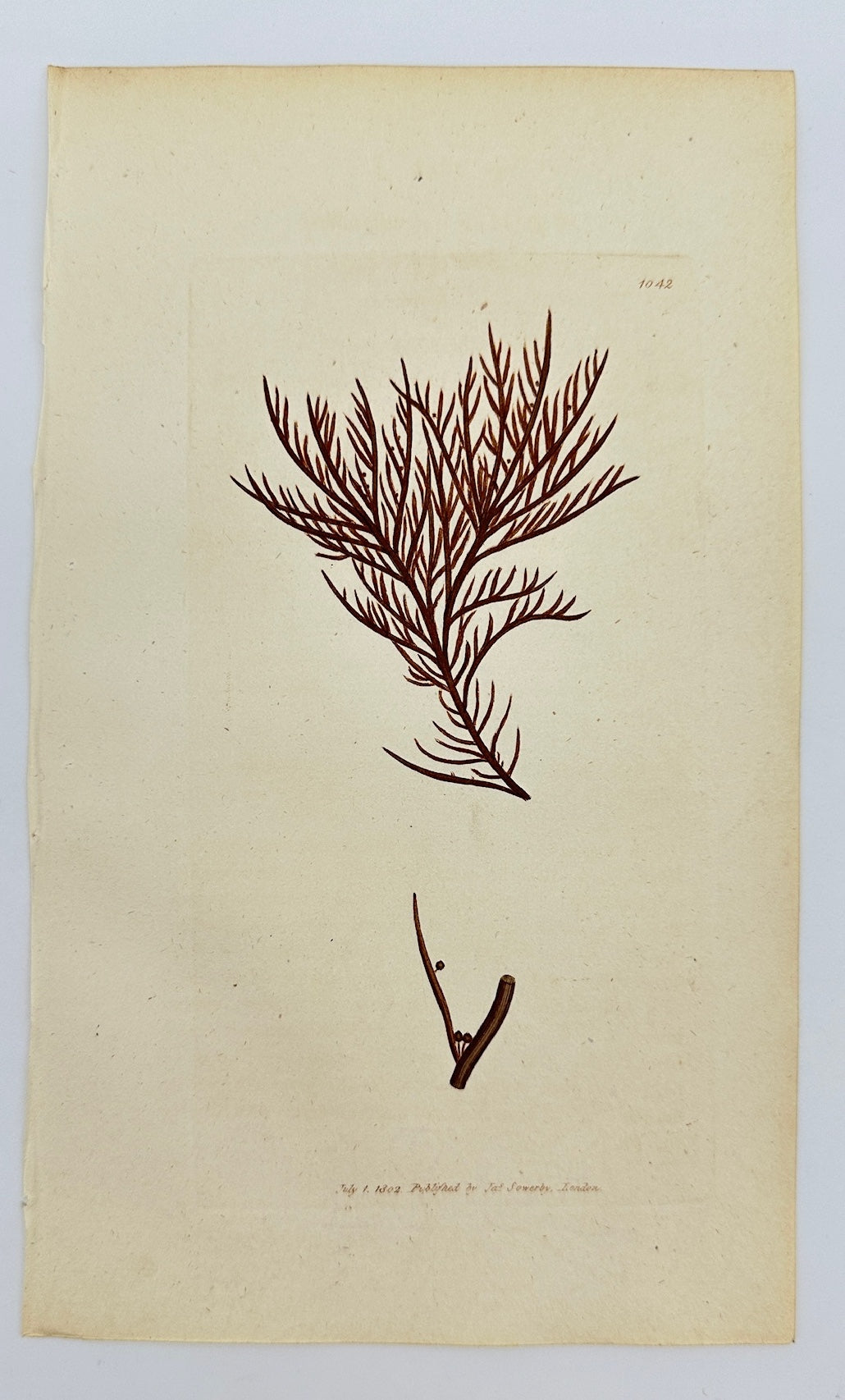 Antique Botanical Print - James Sowerby - Fucus Pinaſtroides - Pine Fucus - F1