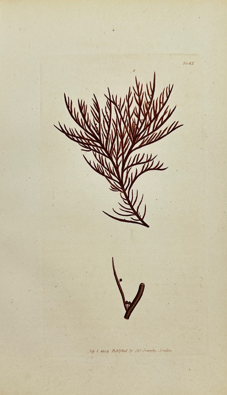 Antique Botanical Print - James Sowerby - Fucus Pinaſtroides - Pine Fucus - F1