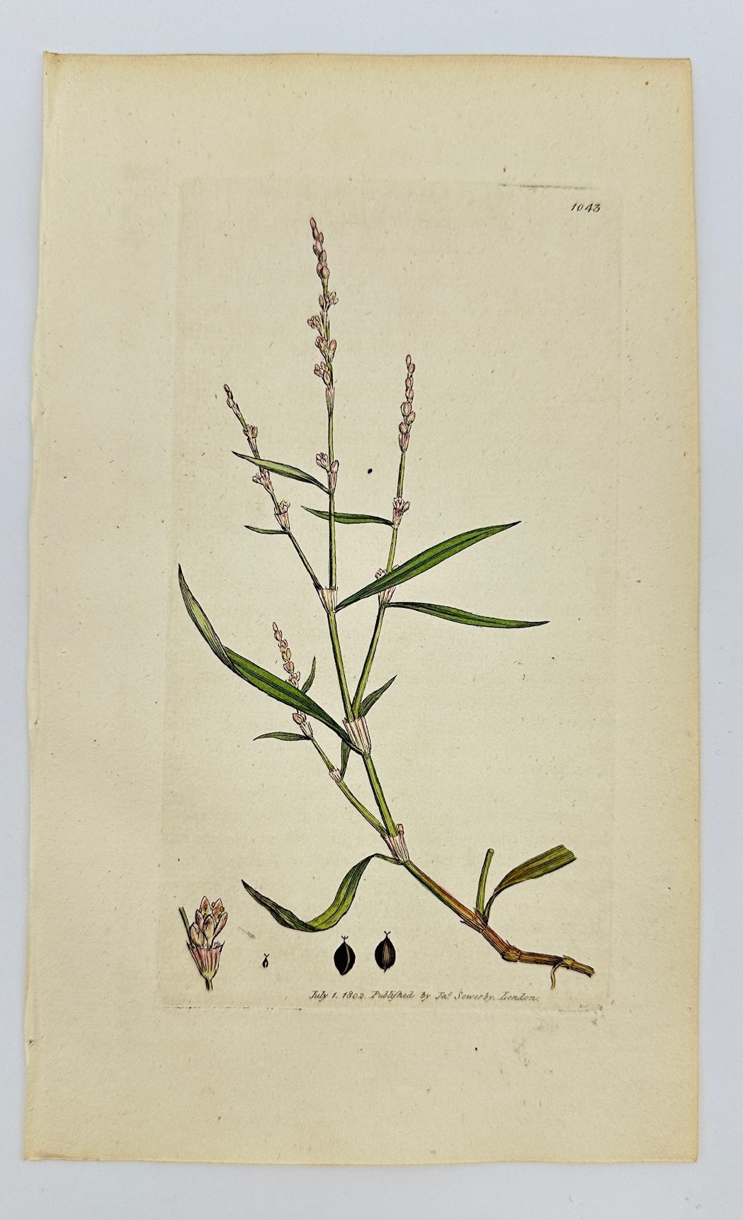 Antique Botanical Print - James Sowerby - Polygonum Minus - Small Knotweed - F1