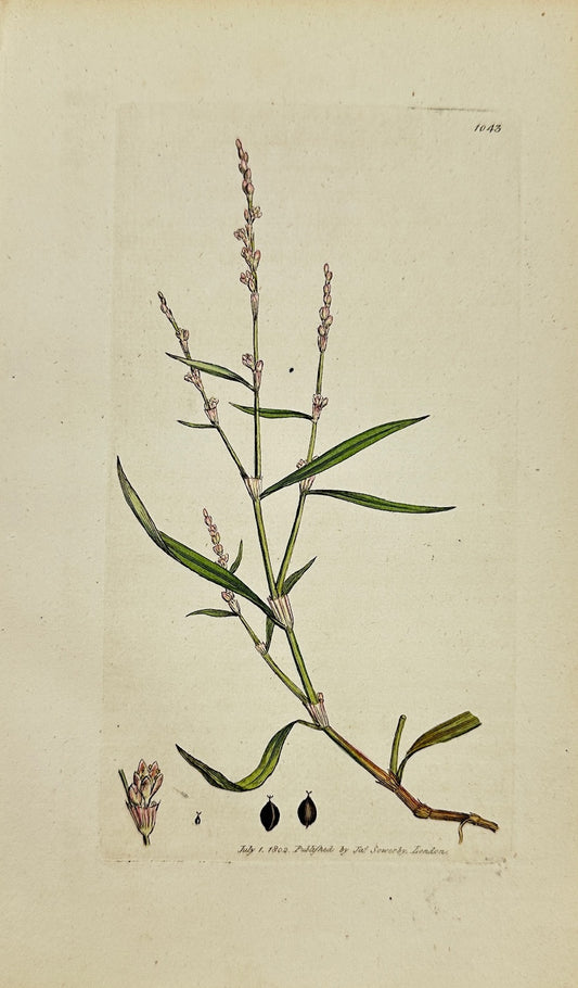 Antique Botanical Print - James Sowerby - Polygonum Minus - Small Knotweed - F1